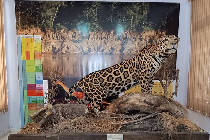 museo provincial de ciencias naturales formosa